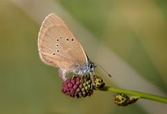 dunkler wiesenknopf-ameisenbläuling