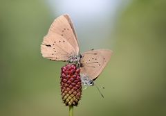 dunkler wiesenknopf-ameisenbläuling