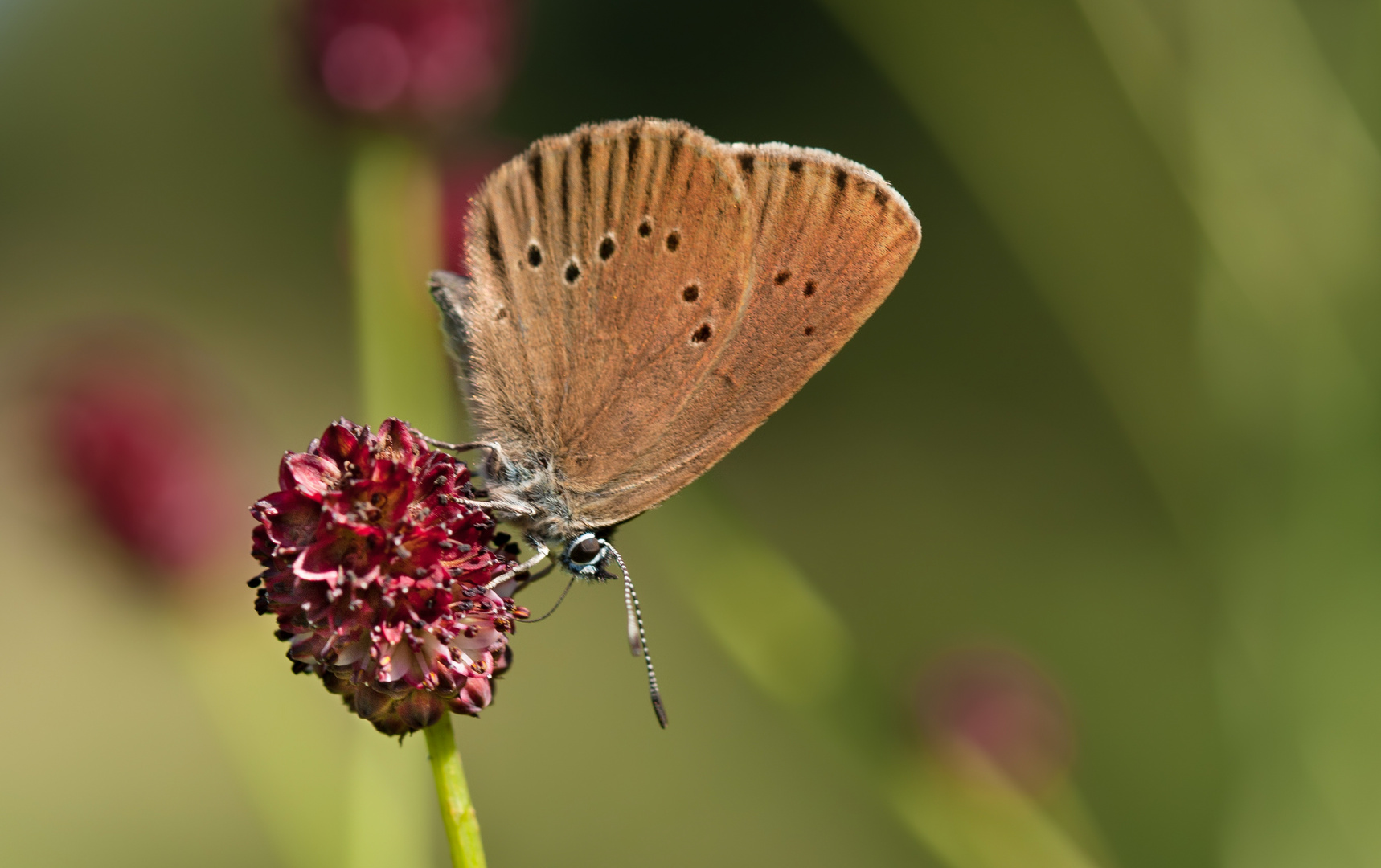 dunkler wiesenknopf-ameisenbläuling