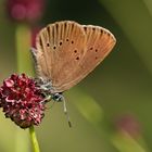 dunkler wiesenknopf-ameisenbläuling