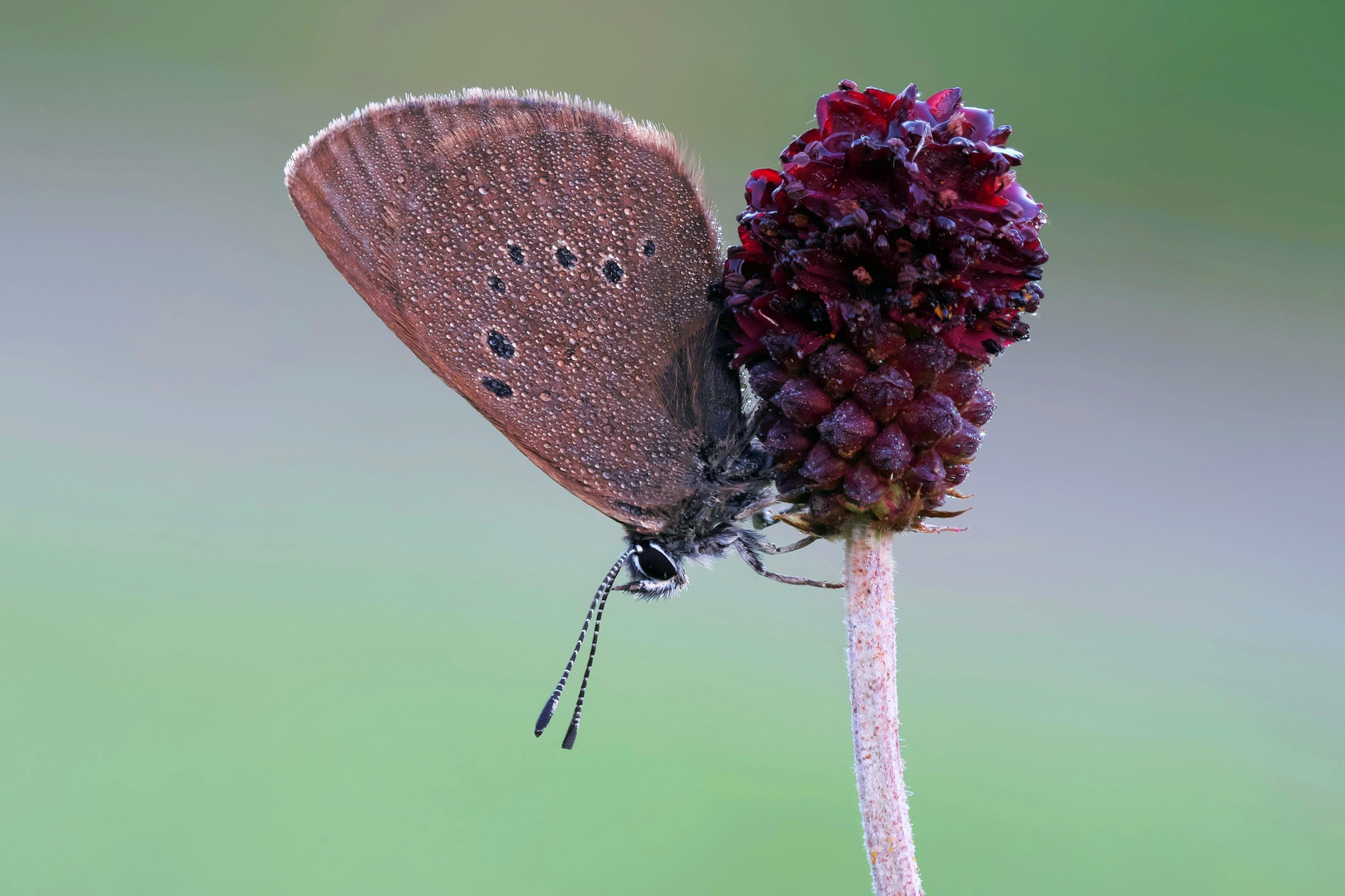 Dunkler Wiesenknopf-Ameisenbläuling