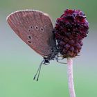 Dunkler Wiesenknopf-Ameisenbläuling