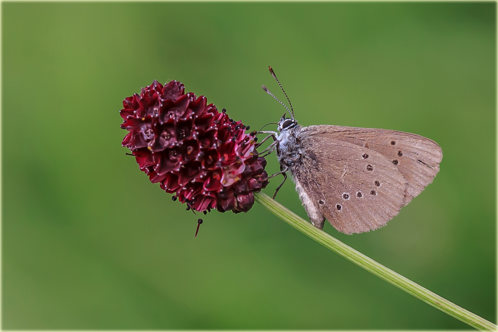 Dunkler Wiesenknopf-Ameisenbläuling