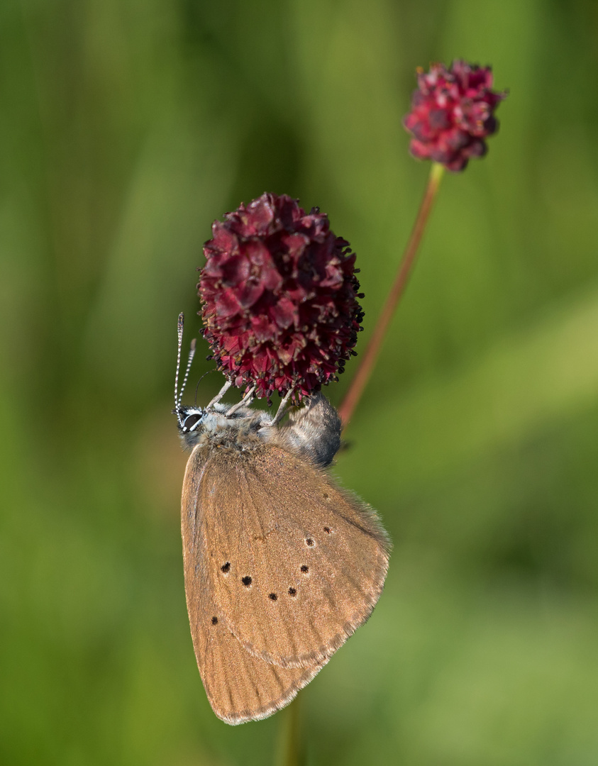 Dunkler Wiesenknopf-Ameisenbläuling