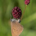 Dunkler Wiesenknopf-Ameisenbläuling