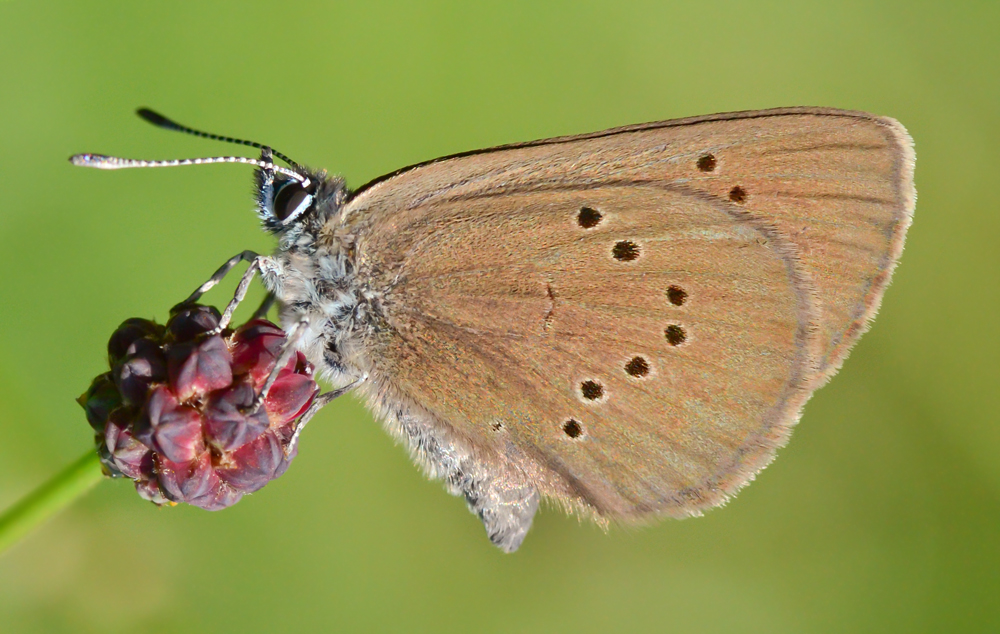 Dunkler Wiesenknopf-Ameisenbläuling