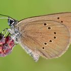 Dunkler Wiesenknopf-Ameisenbläuling