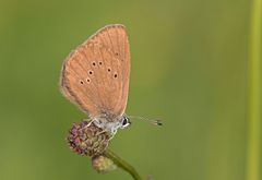 Dunkler Wiesenknopf-Ameisenbläuling