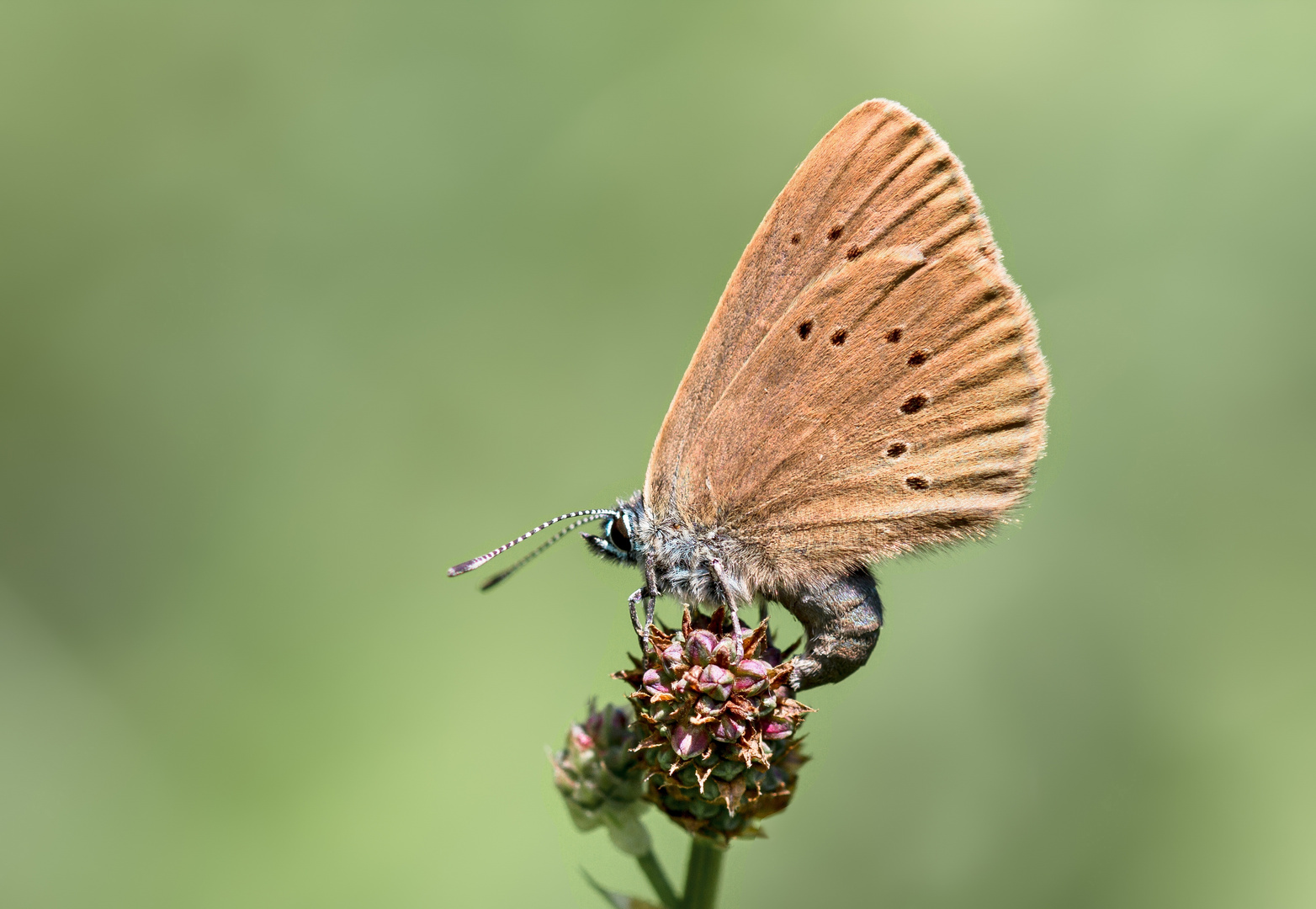 dunkler wiesenknopf-ameisenbläuling