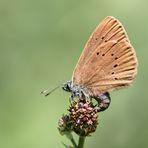 dunkler wiesenknopf-ameisenbläuling