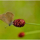 Dunkler Wiesenknopf Ameisenbläuling