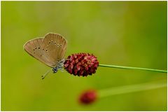 Dunkler Wiesenknopf Ameisenbläuling