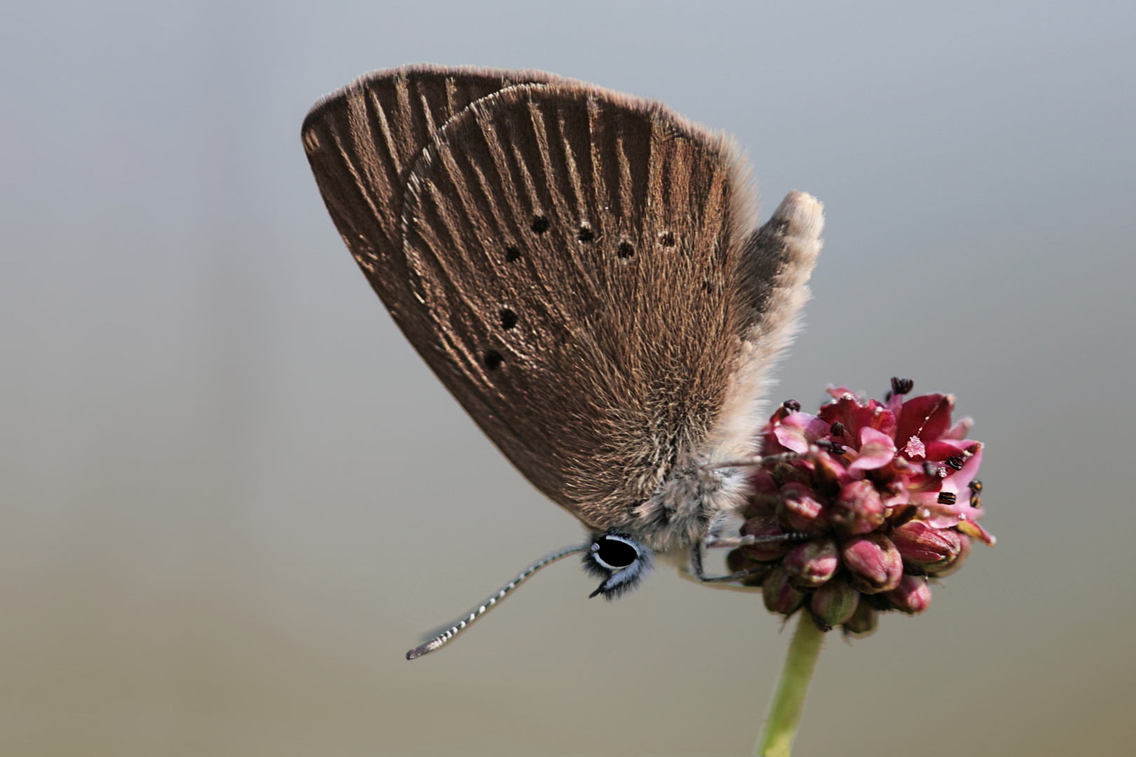 Dunkler Wiesenknopf-Ameisenbläuling