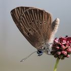 Dunkler Wiesenknopf-Ameisenbläuling