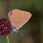 Dunkler Wiesenknopf-Ameisenbläuling