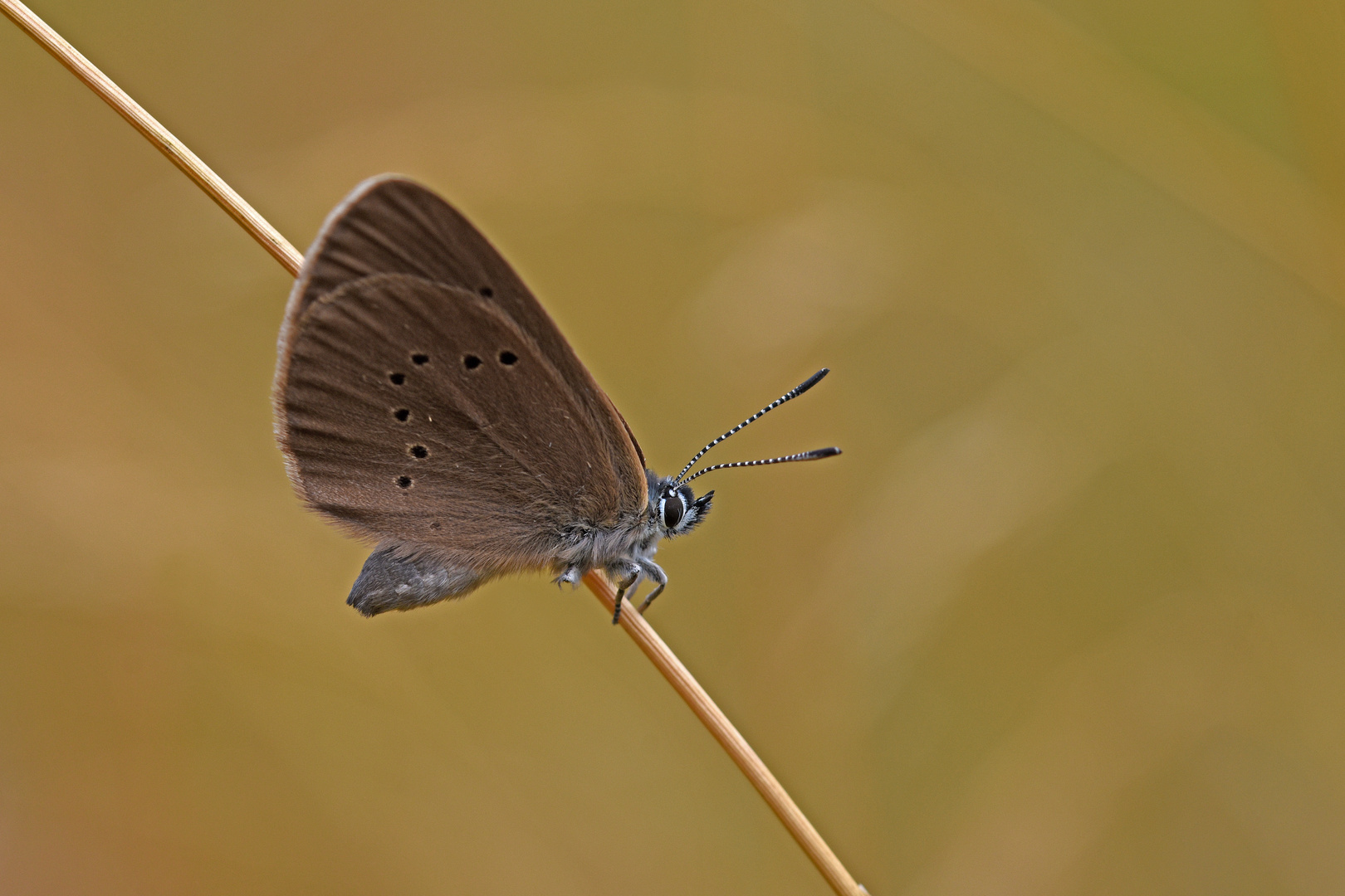 Dunkler Wiesenknopf-Ameisenbläuling