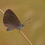 Dunkler Wiesenknopf-Ameisenbläuling