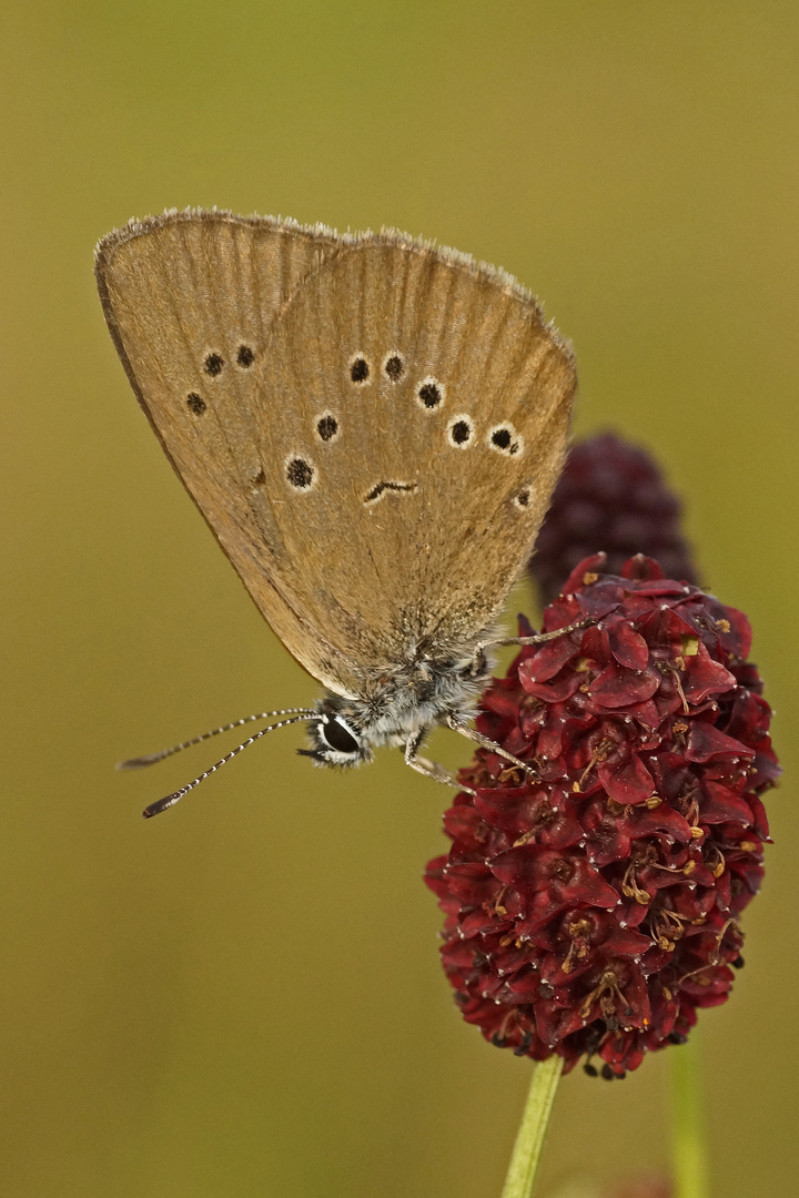 Dunkler Wiesenknopf-Ameisenbläuling