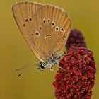 Dunkler Wiesenknopf-Ameisenbläuling