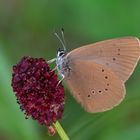 Dunkler Wiesenknopf-Ameisenbläuling