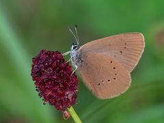 Dunkler Wiesenknopf-Ameisenbläuling