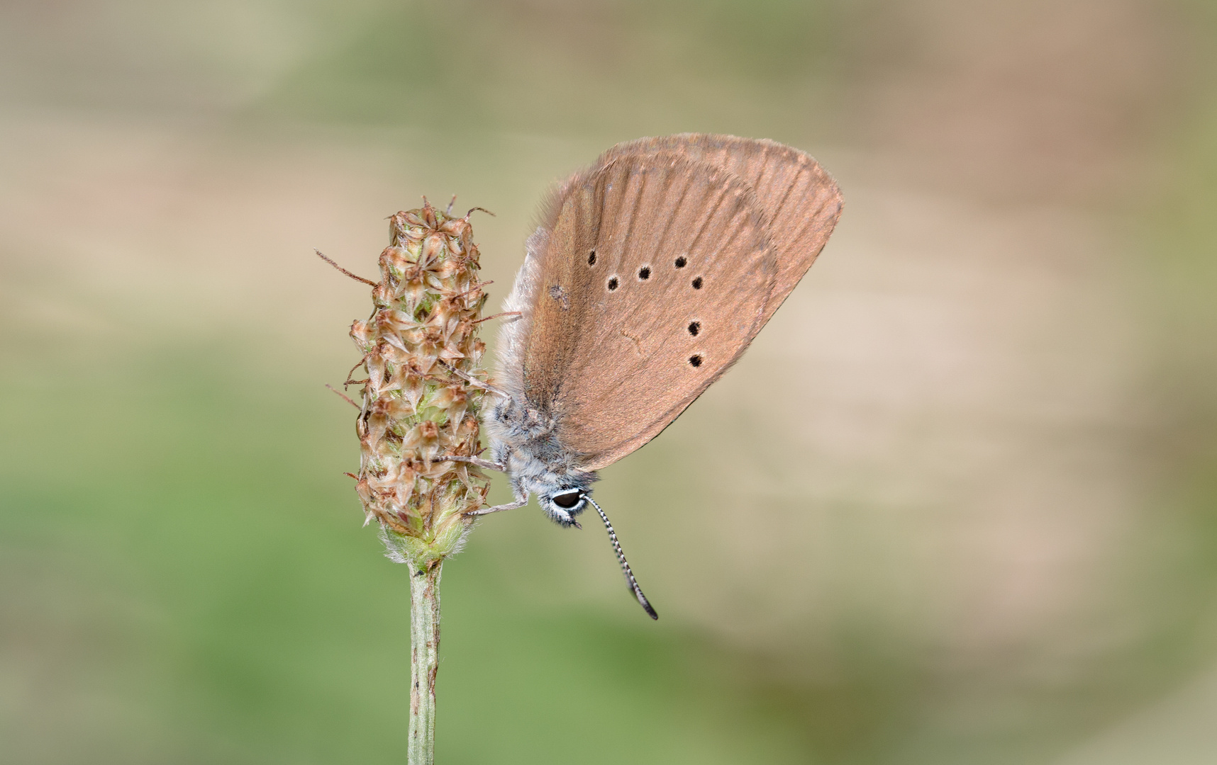 dunkler wiesenknopf-ameisenbläuling