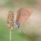 dunkler wiesenknopf-ameisenbläuling