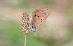 dunkler wiesenknopf-ameisenbläuling