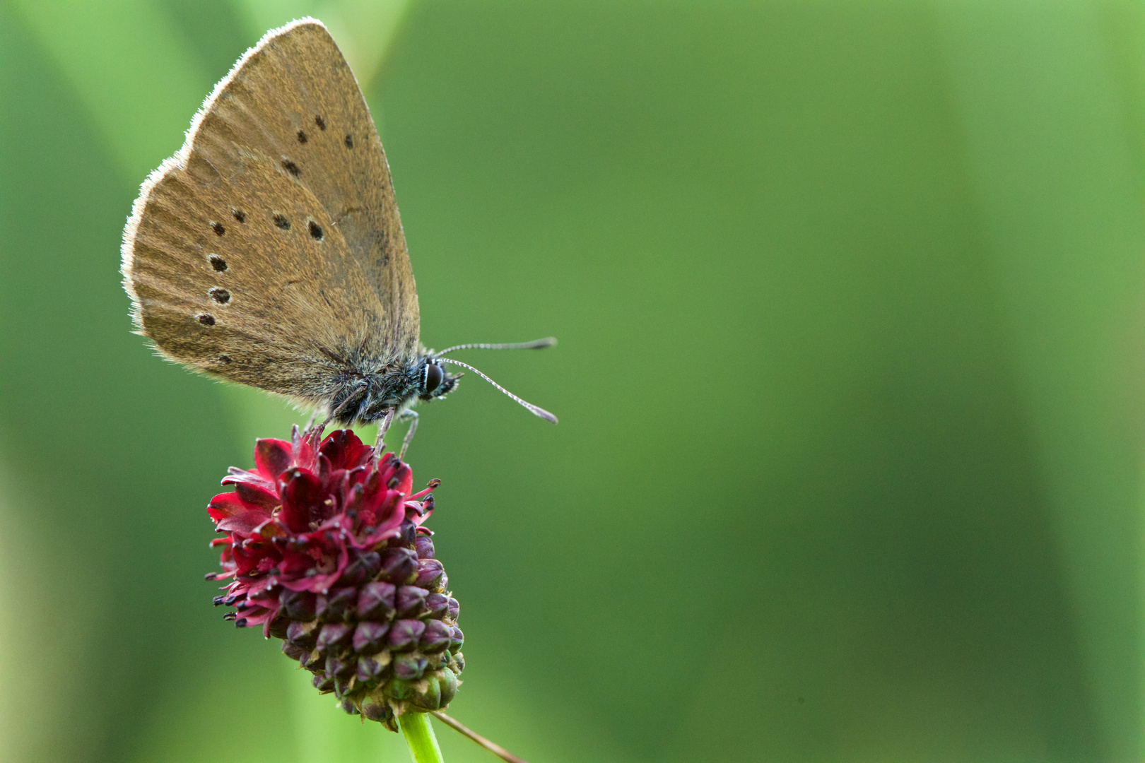 Dunkler Wiesenknopf-Ameisenbläuling