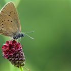 Dunkler Wiesenknopf-Ameisenbläuling