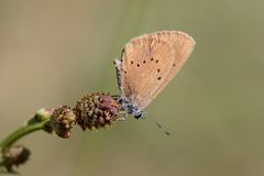 dunkler wiesenknopf-ameisenbläuling