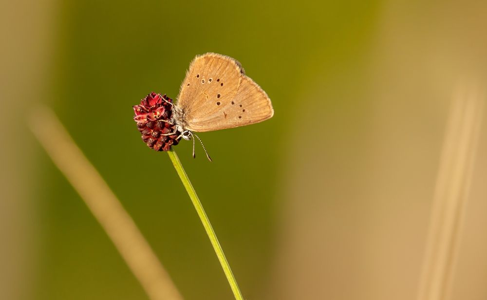 Dunkler Wiesenknopf-Ameisenbläuling