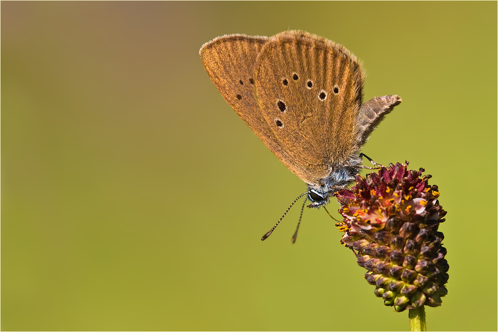 Dunkler Wiesenknopf-Ameisenbläuling