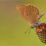 Dunkler Wiesenknopf-Ameisenbläuling