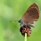 Dunkler Wiesenknopf-Ameisenbläuling