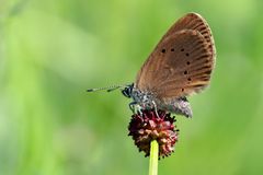 Dunkler Wiesenknopf-Ameisenbläuling