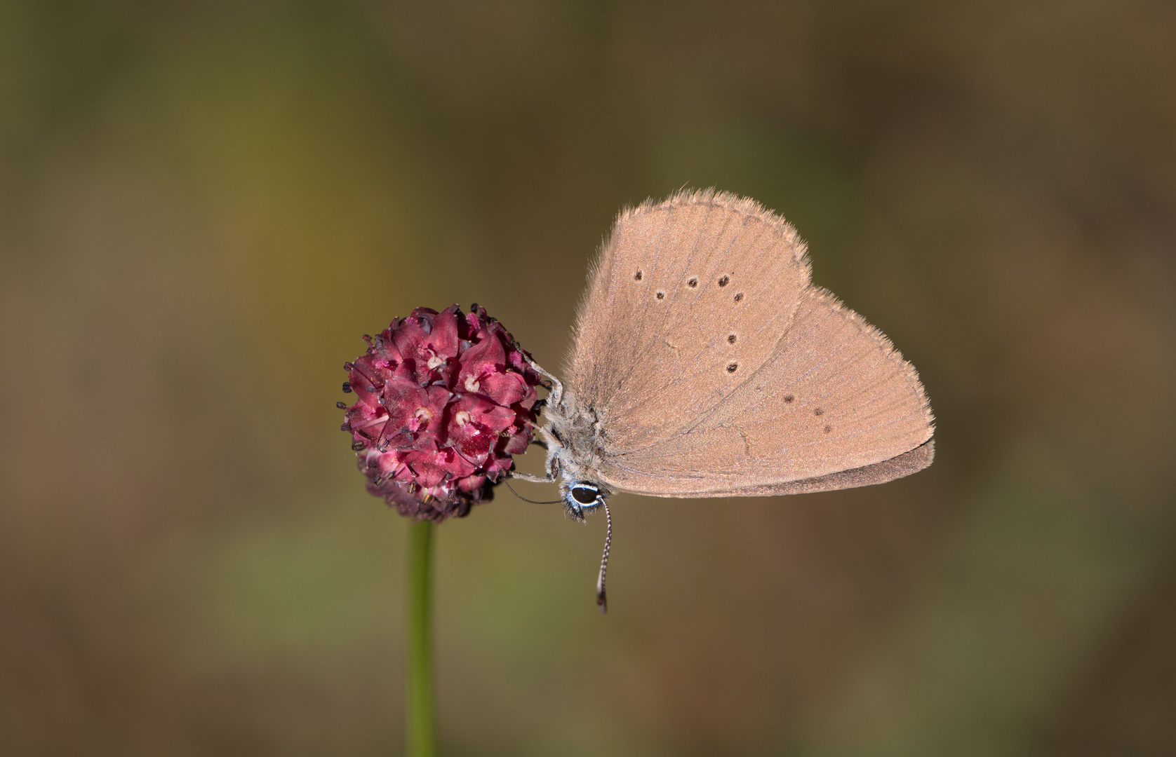  dunkler wiesenknopf-ameisenbläuling