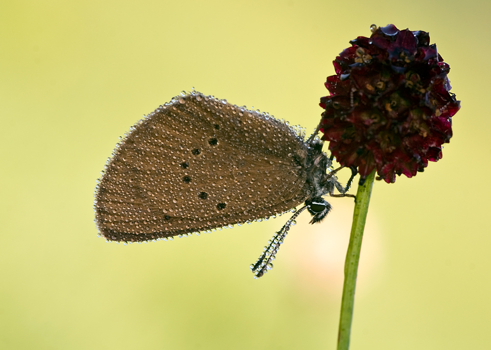 Dunkler Wiesenknopf-Ameisenbläuling