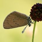 Dunkler Wiesenknopf-Ameisenbläuling