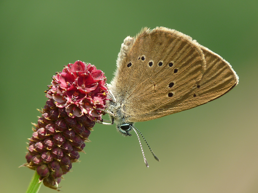 Dunkler Wiesenknopf-Ameisenbläuling