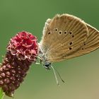 Dunkler Wiesenknopf-Ameisenbläuling