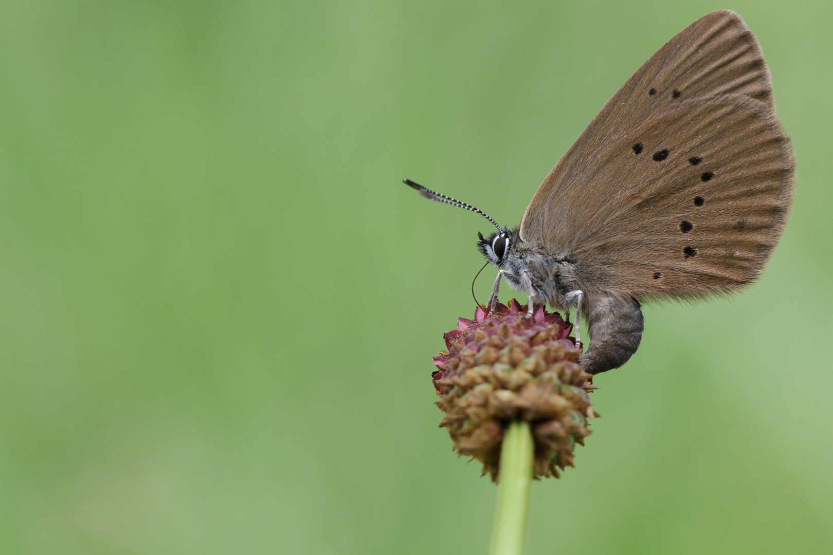 Dunkler Wiesenknopf-Ameisenbläuling bei der Eiablage