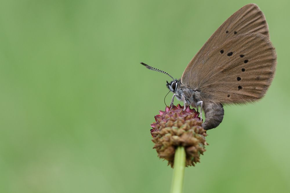 Dunkler Wiesenknopf-Ameisenbläuling bei der Eiablage