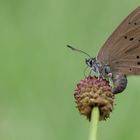 Dunkler Wiesenknopf-Ameisenbläuling bei der Eiablage