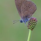 dunkler Wiesenknopf-Ameisenbläuling