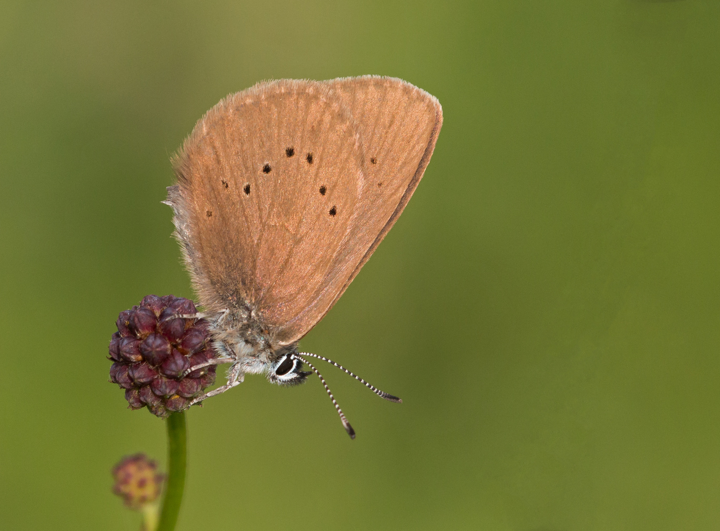 Dunkler Wiesenknopf-Ameisenbläuling