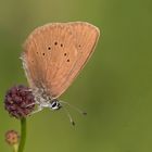 Dunkler Wiesenknopf-Ameisenbläuling