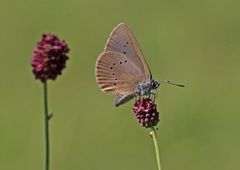 Dunkler Wiesenknopf-Ameisenbläuling