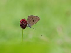 Dunkler Wiesenknopf Ameisenbläuling