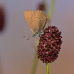 Dunkler Wiesenknopf-Ameisenbläuling: Da kommt der Name her